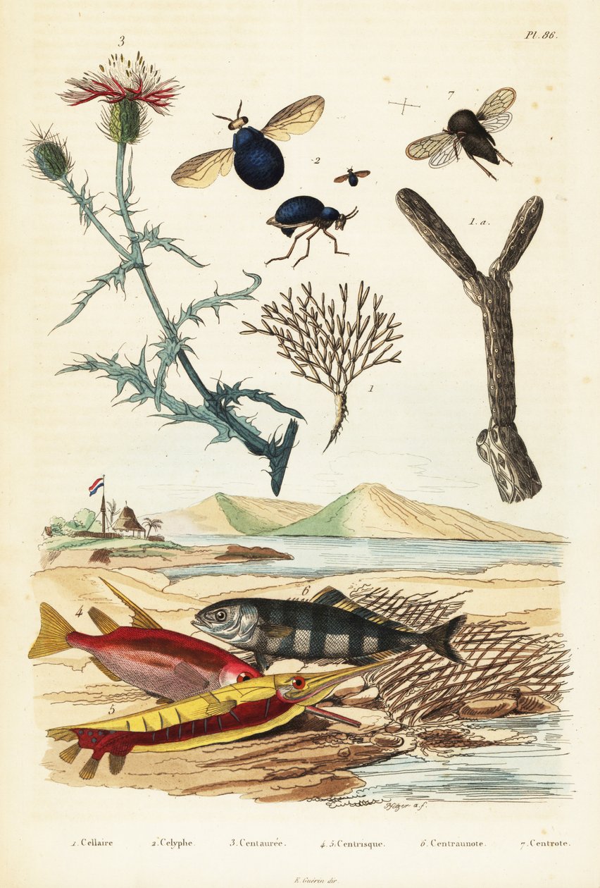 Knapweed, fisk og billefluer., 1834-1839 (gravering) af Adolph (after) Fries