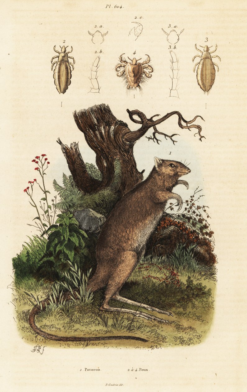 Langfodet potoroo og lusearter. af Adolph (after) Fries
