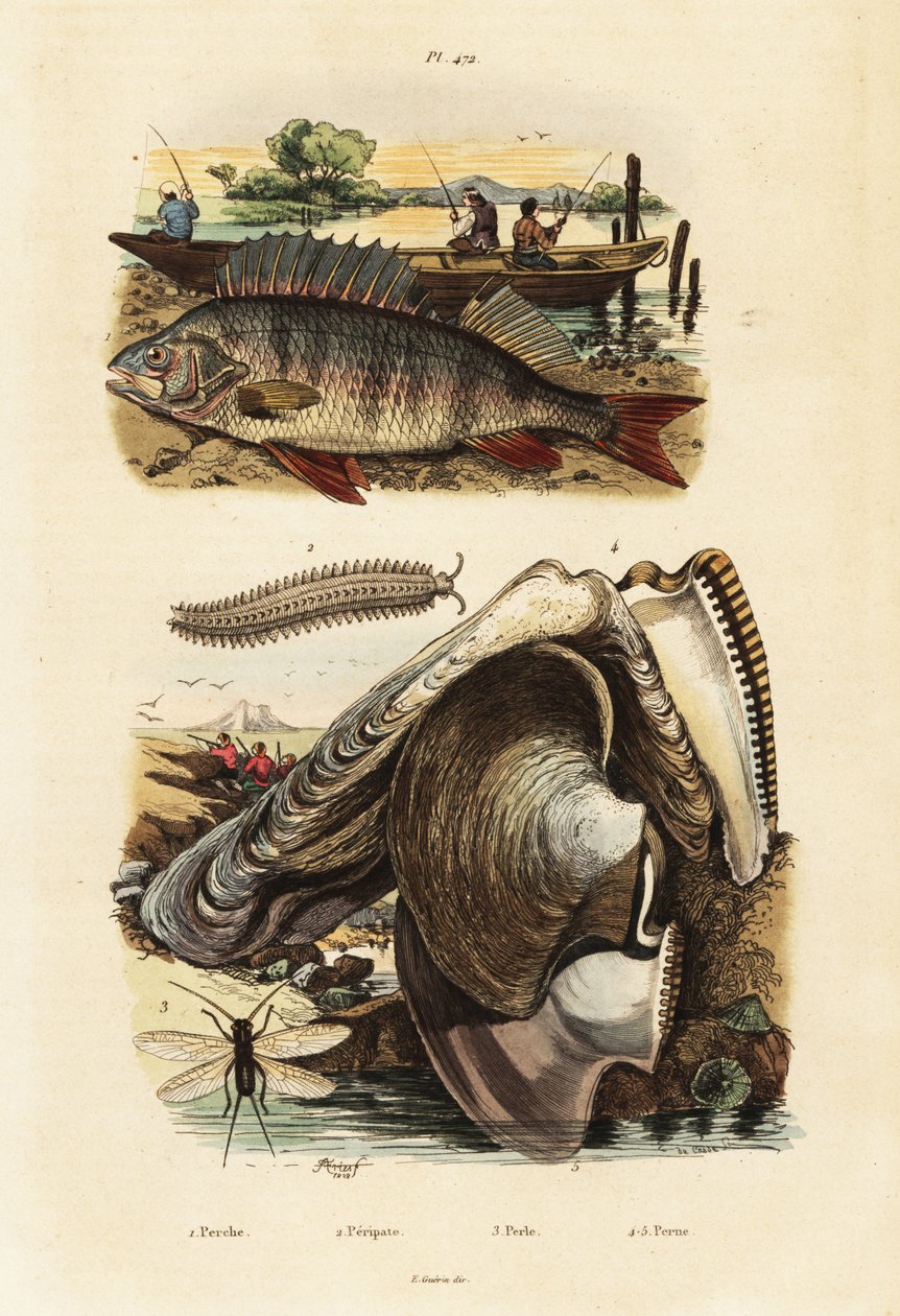 Aborre, perleøsters, fløjlsorm og snørebånd., 1834-1839 (gravering) af Adolph (after) Fries