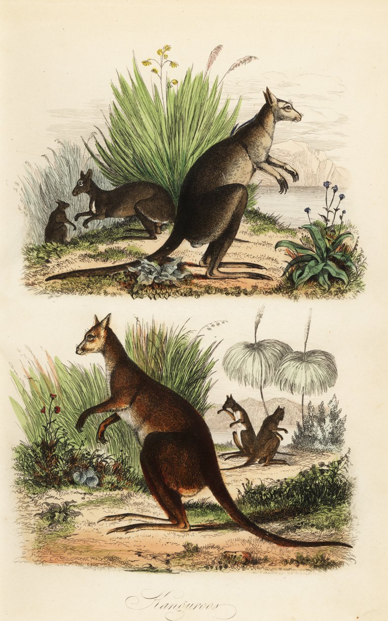 Rød kænguru, Macropus rufus (nederst), østlig grå kænguru, Macropus giganteus (øverst til højre) og mørk wallaby, Thylogale brunii (øverst til venstre) af Adolph (after) Fries