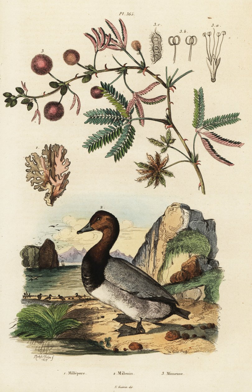 Havingefær, pochard og følsom plante. ,1834-1839 (gravering) af Adolph (after) Fries