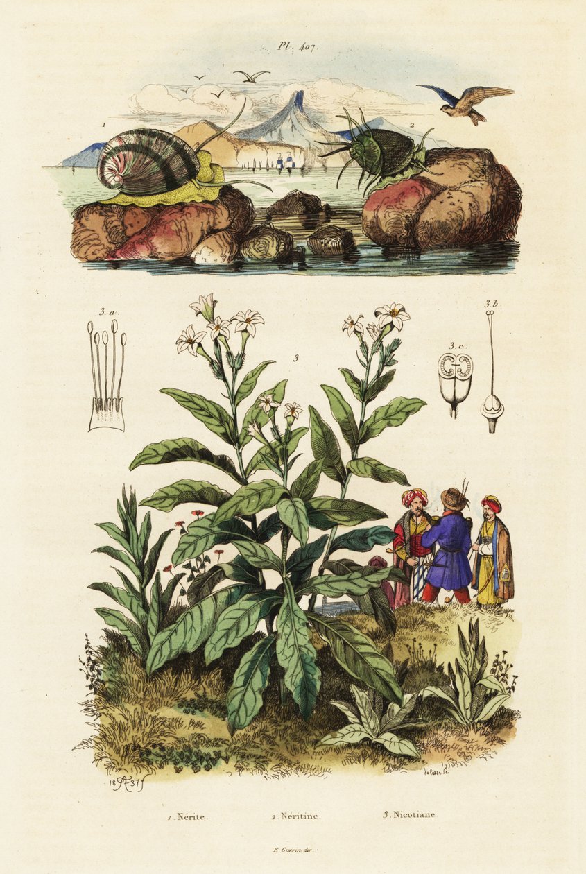 Havsnegle og tobaksplante. ,1834-1839 (gravering) af Adolph (after) Fries