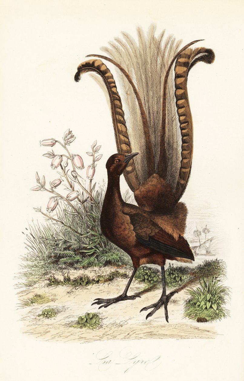 Fremragende lirefugl, Menura novaehollandiae, la Lyre og falsk azalea, Menziesia ferruginea af Adolph (after) Fries