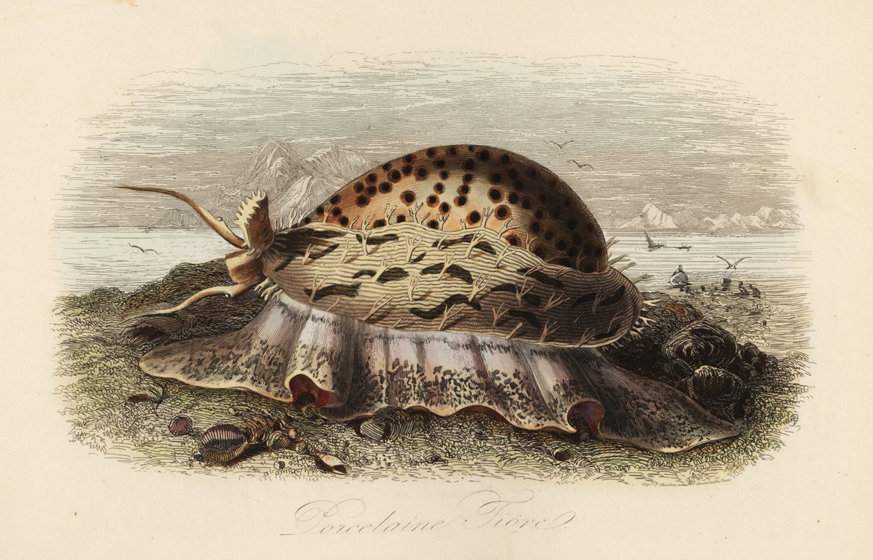 Tiger cowrie, Cypraea tigris af Adolph (after) Fries