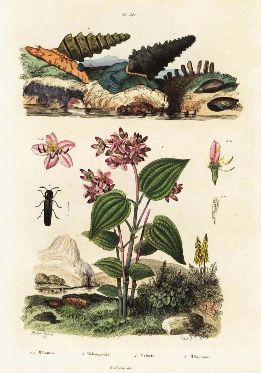 Trompetsnegle, soldaterbiller og Clidemia.,1834-1839 (gravering) af Adolph (after) Fries