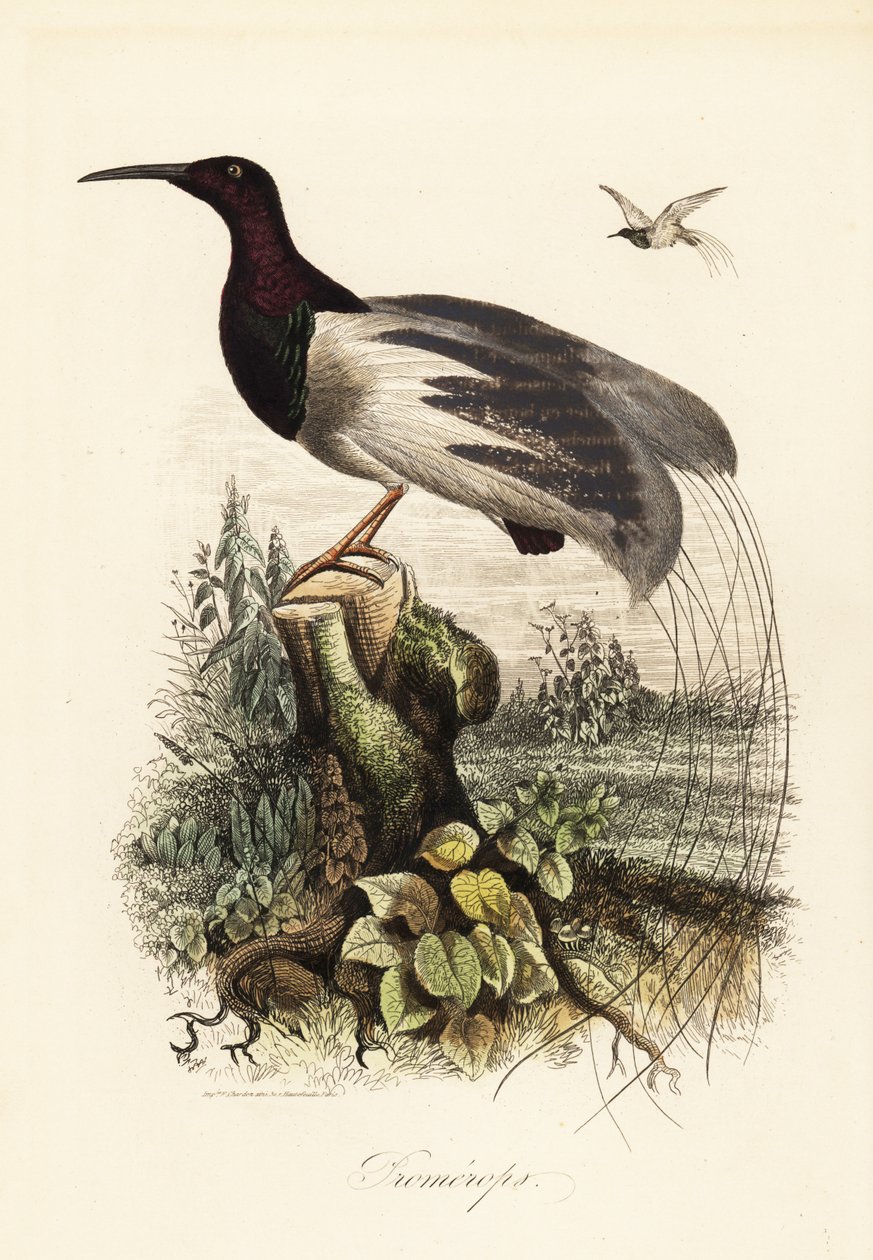 Tolvtrådet paradisfugl, Seleucidis melanoleucus af Adolph (after) Fries