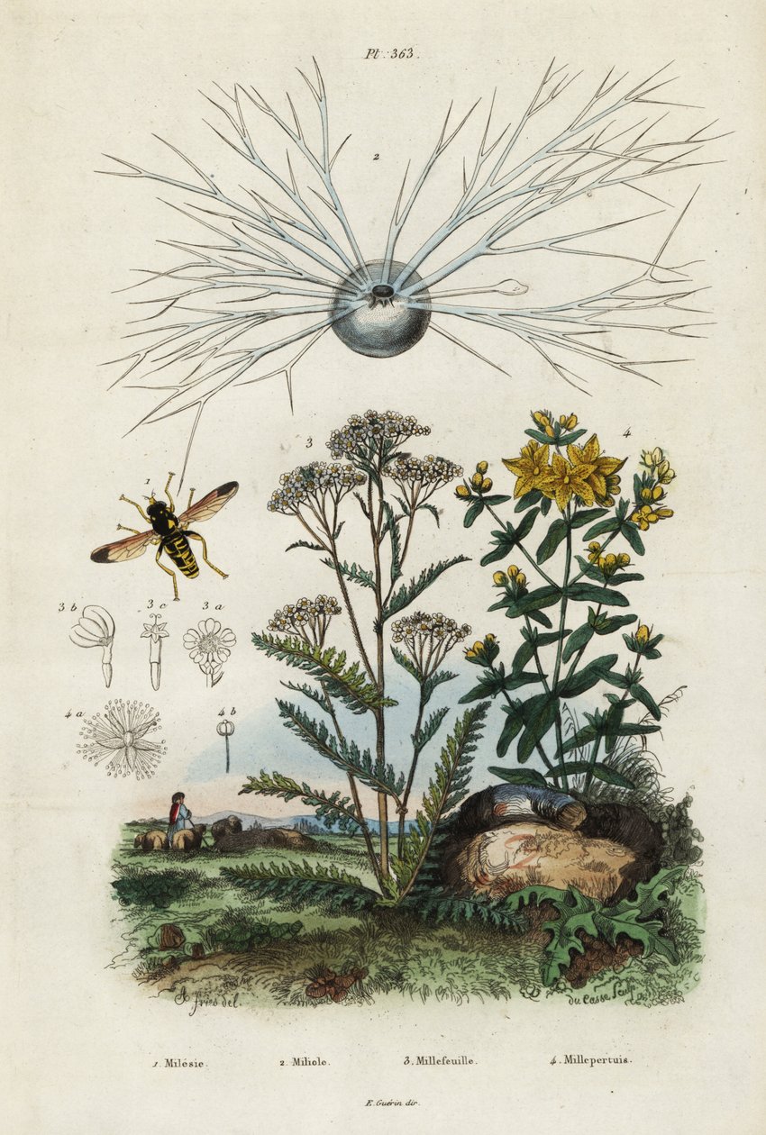 Røllike, perikon, foraminifer og svirreflue., 1834-1839 (gravering) af Adolph (after) Fries