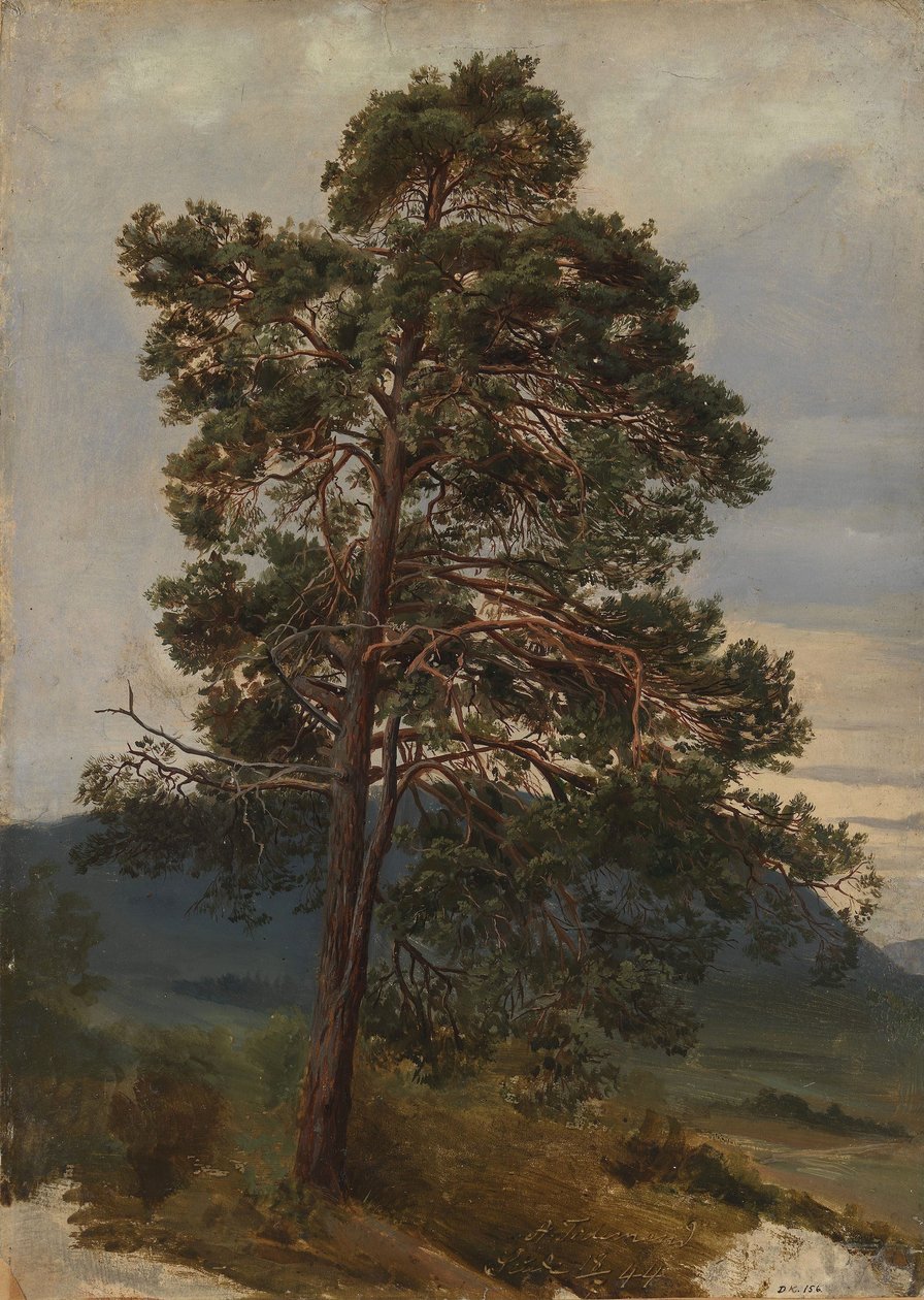 Studie af et fyrretræ af Adolph Tidemand