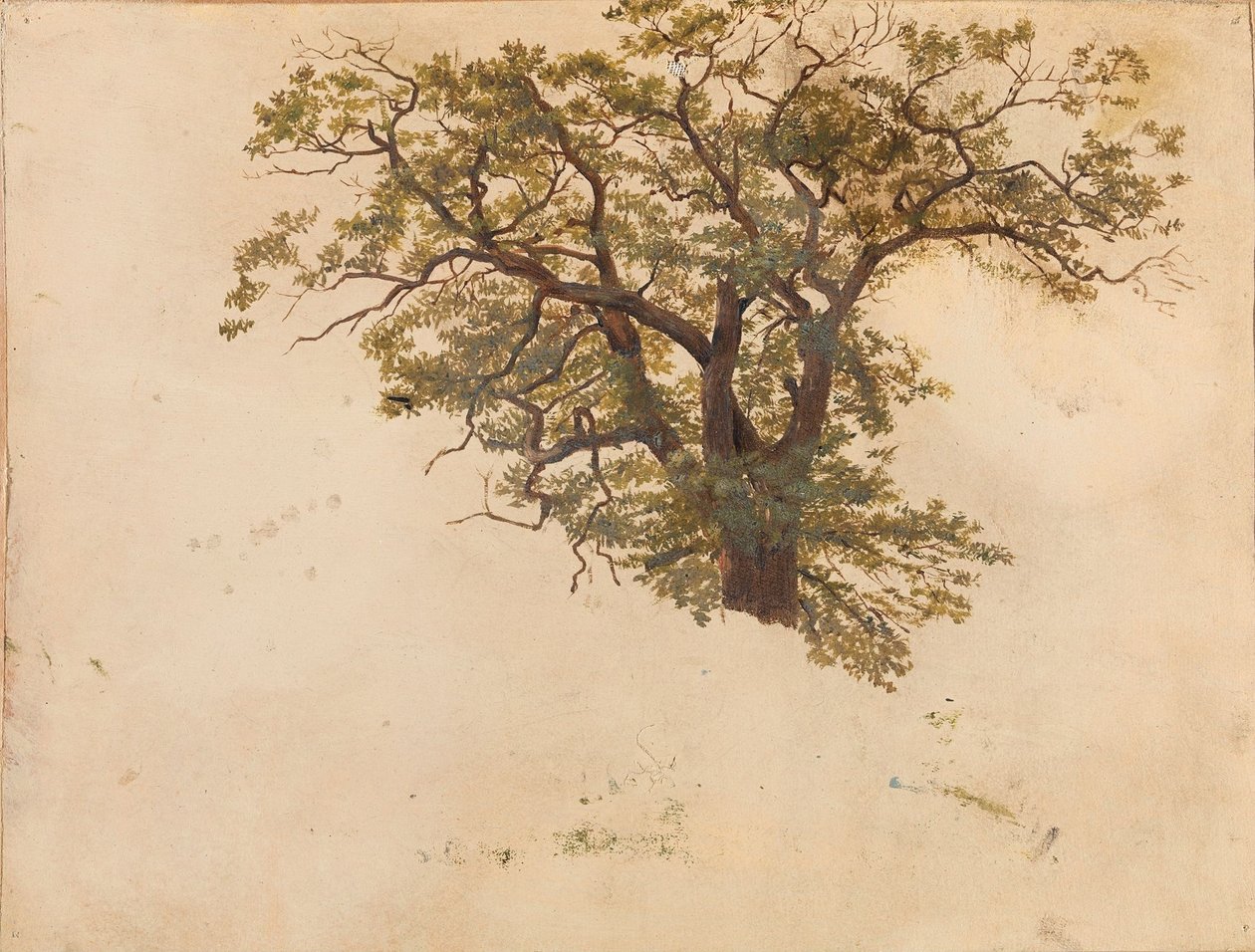 Undersøgelse af et egetræ af Adolph Tidemand