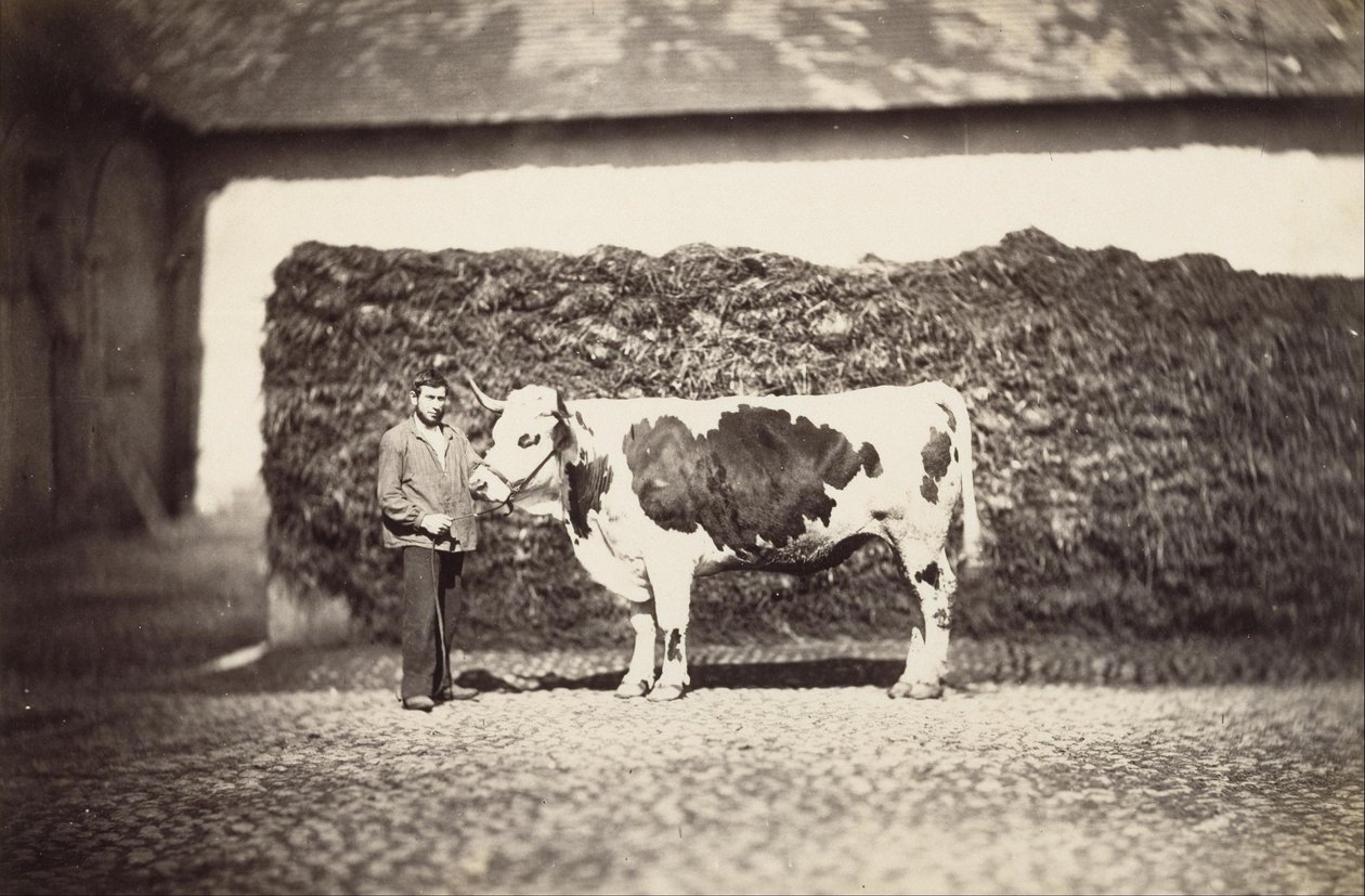 Præmie Bull af Adolphe Braun