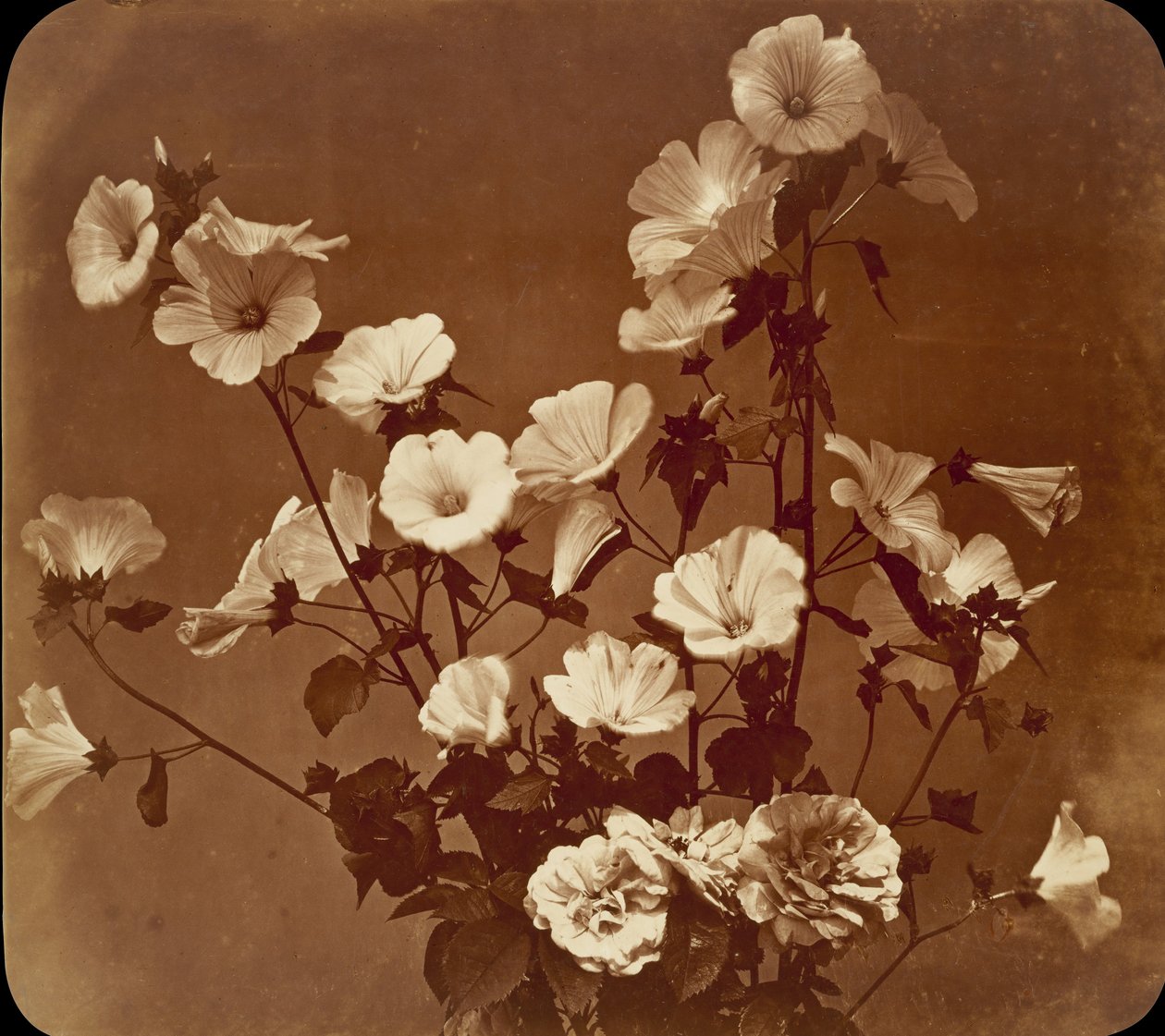 [Flower Study, Rose of Sharon], ca. 1854. af Adolphe Braun