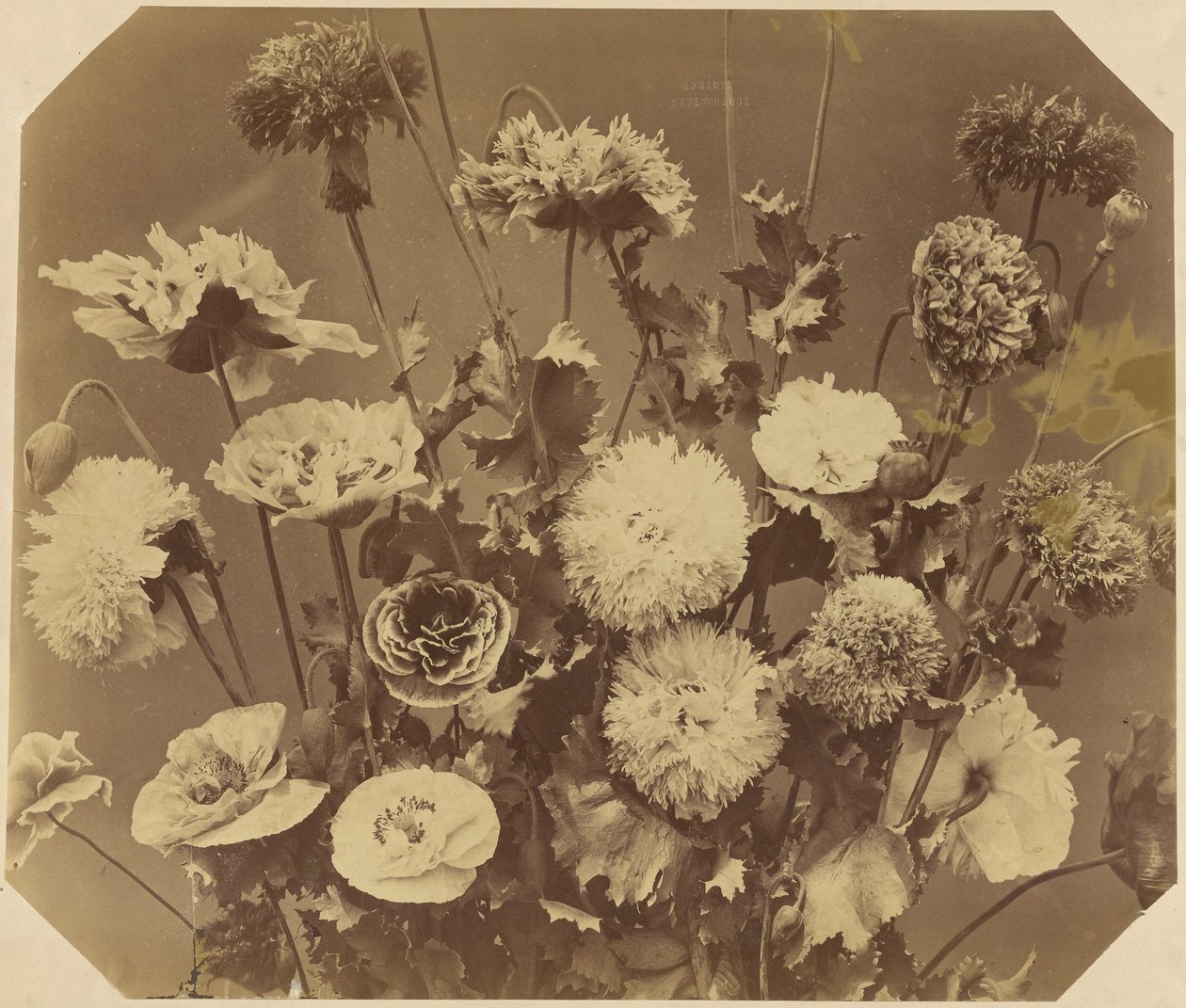 [Blomster] af Adolphe Braun