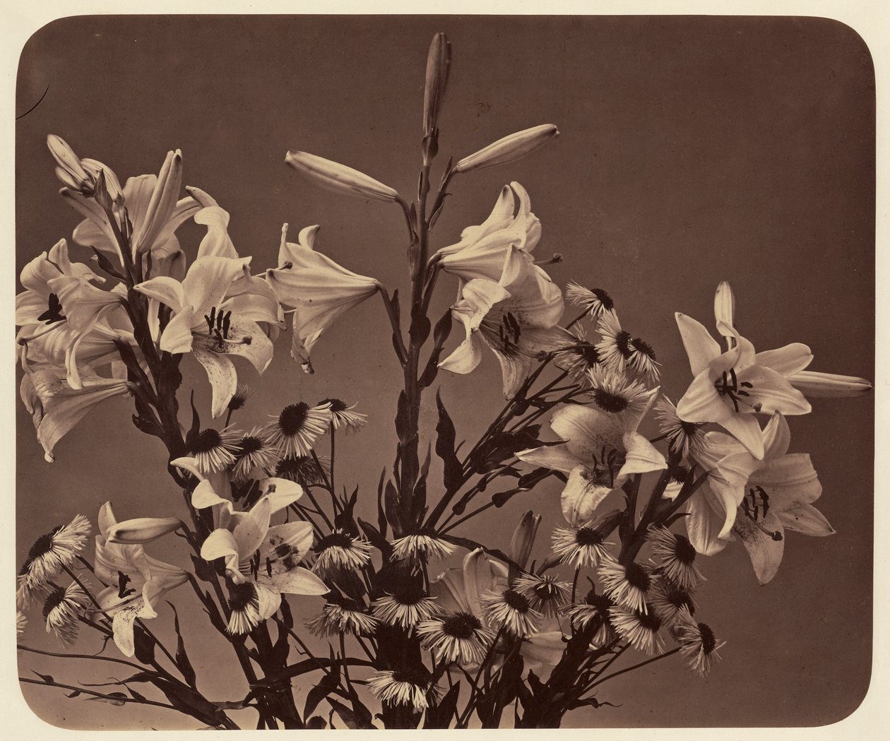 [Blomster] af Adolphe Braun