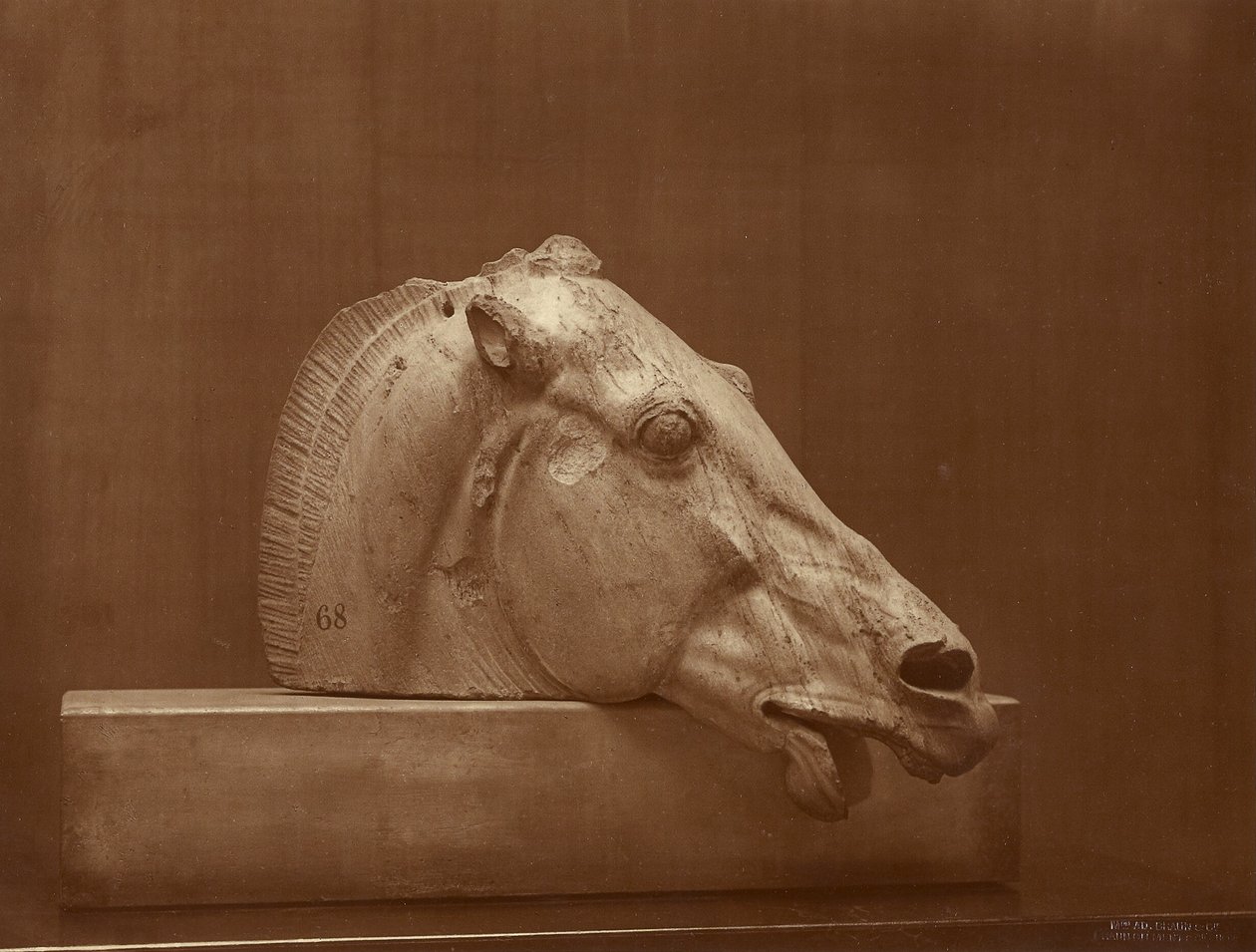 [Hestehoved fra Parthenons fronton, British Museum] af Adolphe Braun