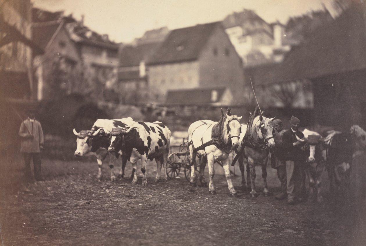 Uden titel (gårddyr) af Adolphe Braun