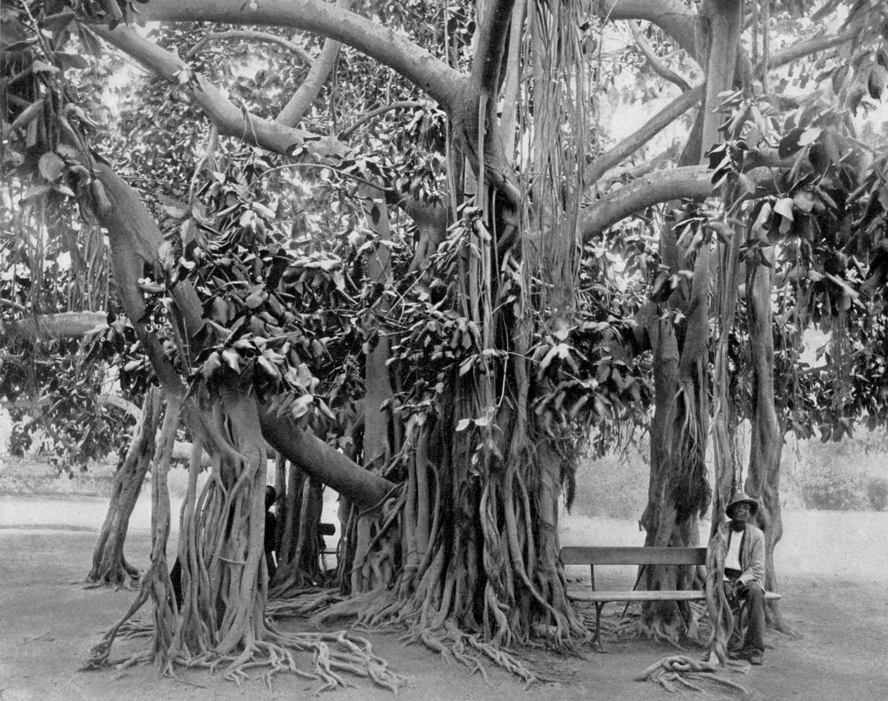 Banyan tree, Kingston Park, Jamaica, c1905. af Adolphe Duperly and Son