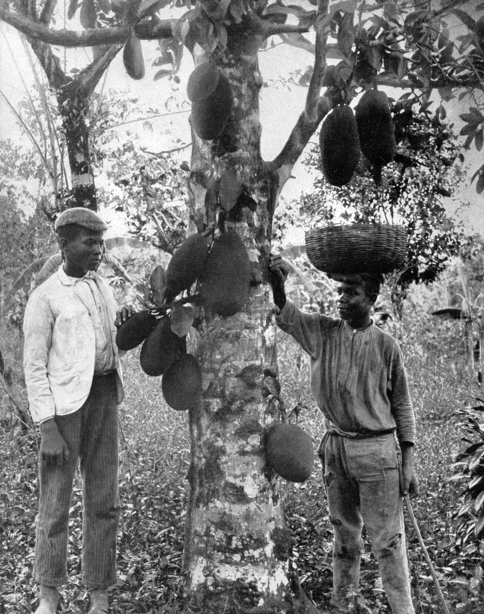 Jackfruit, Jamaica, c1905. af Adolphe Duperly and Son