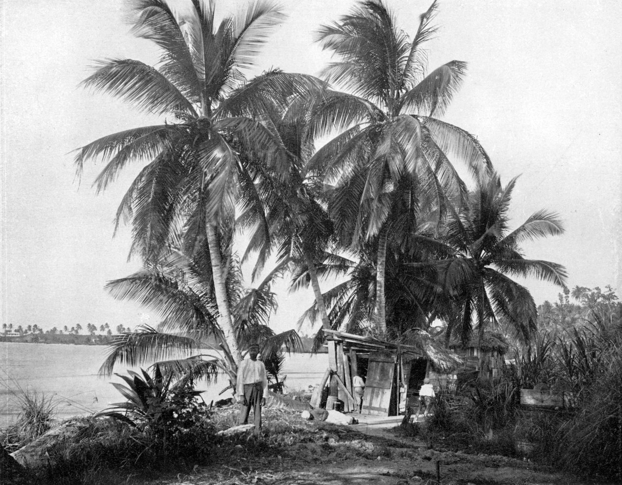 På vejen til Blue Hole, Port Antonio, Jamaica, c1905. af Adolphe Duperly and Son