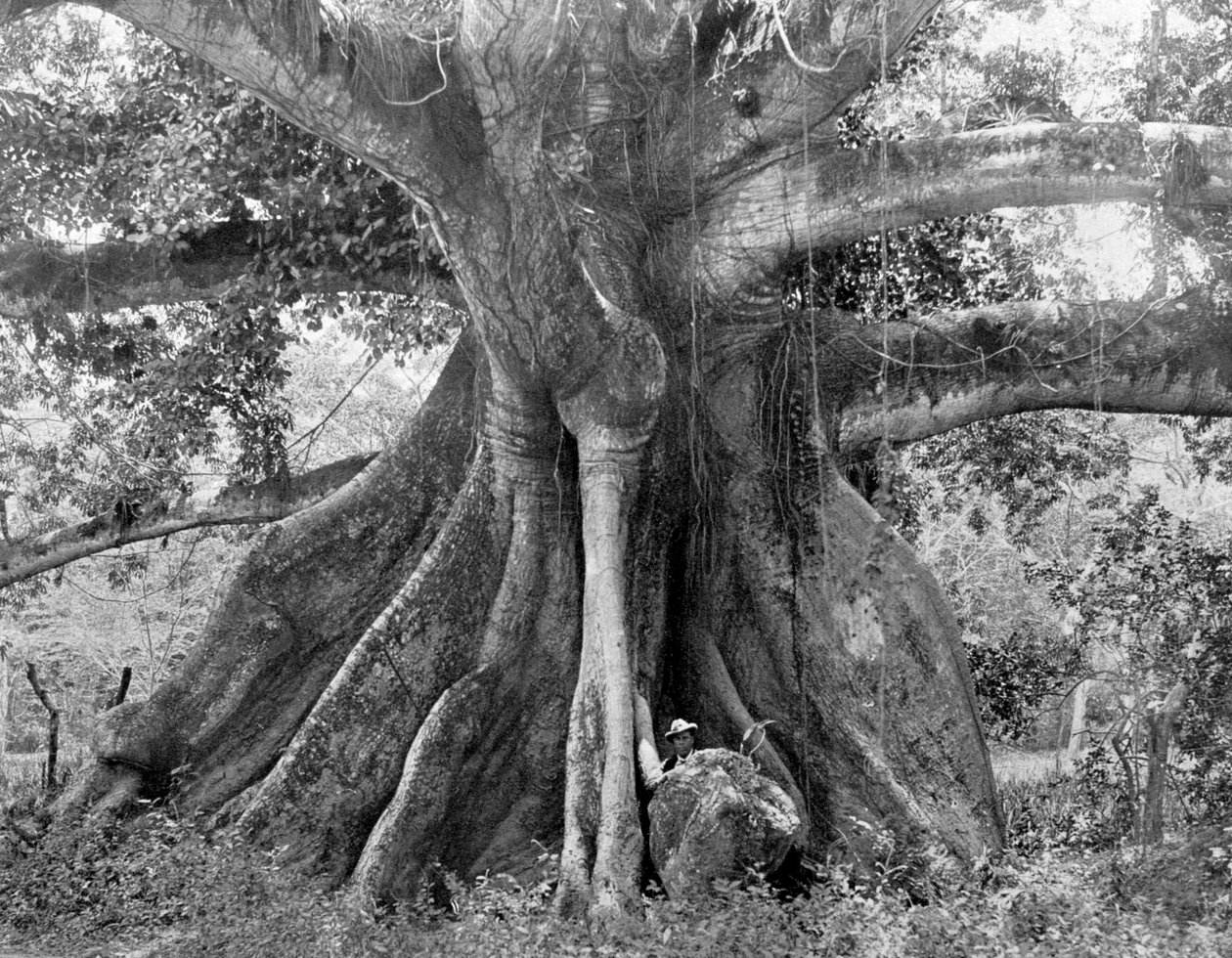 Tom Cringles Cotton Tree, Spanish Town Road, Jamaica, c1905. af Adolphe Duperly and Son
