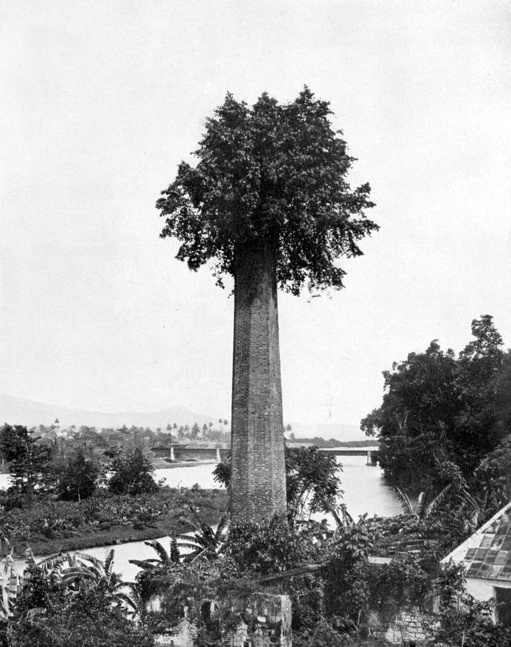Træ, der vokser ud, gammel sukkerejendoms skorsten, Jamaica, c1905. af Adolphe Duperly and Son