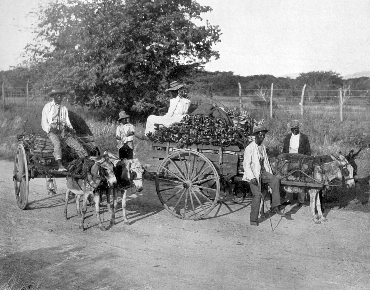 Trævogne, Jamaica, c1905. af Adolphe Duperly and Son