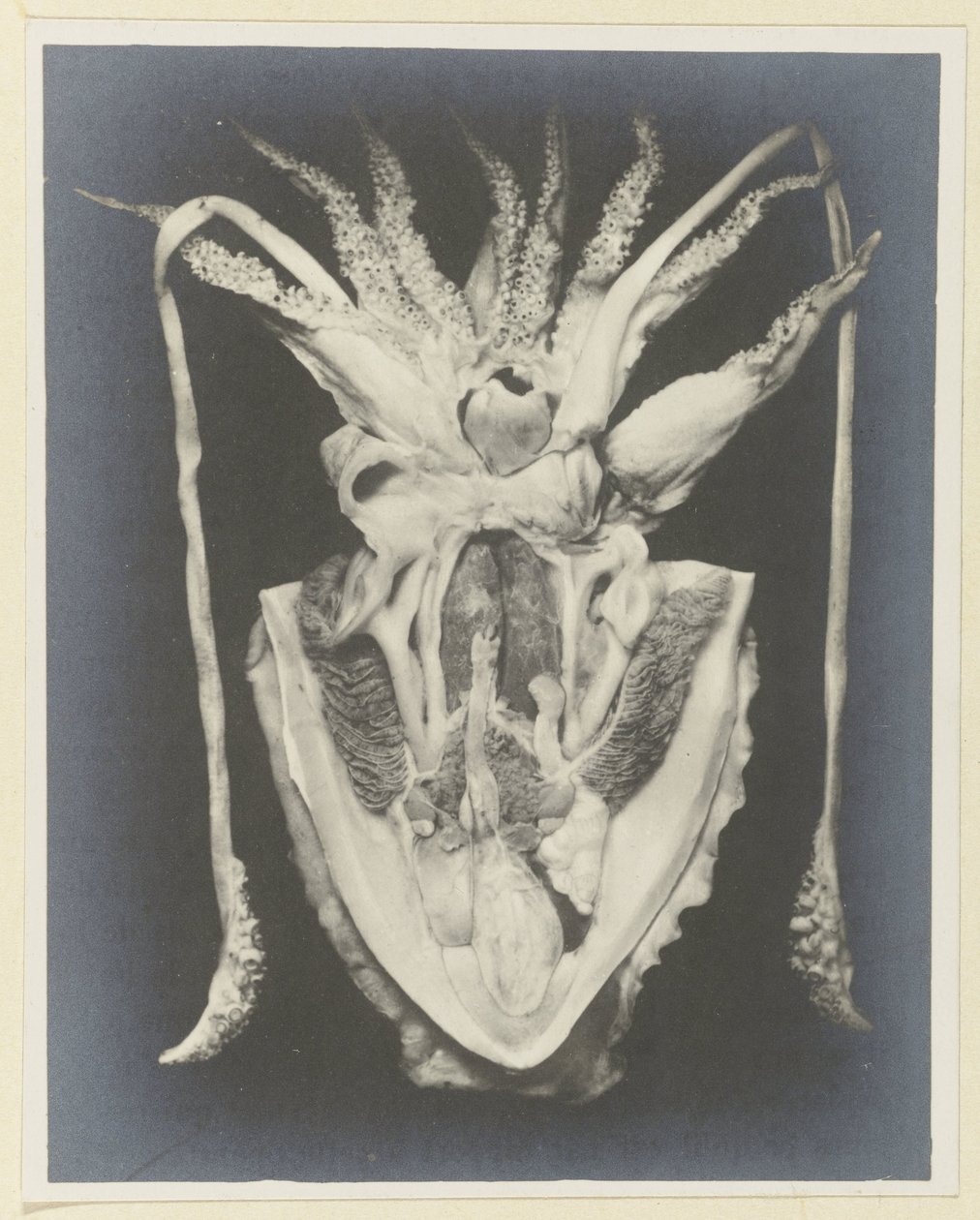 Anatomi af en blæksprutte Anatomy de la Seiche (titel på objekt) af Adolphe Louis Donnadieu