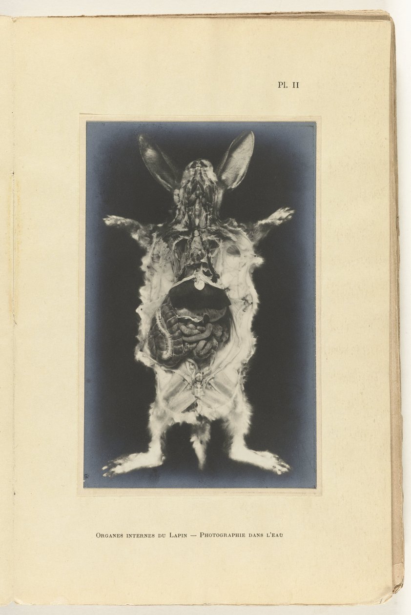 Kanin skåret op med organerne synlige Organes internes du lapin -Photography dans l
