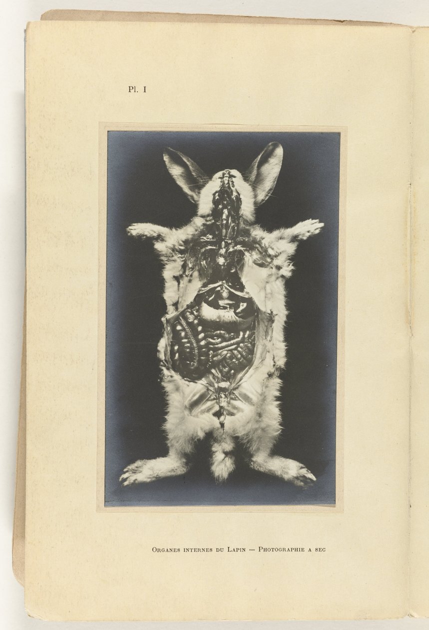 Kanin skåret op med organerne synlige Organes internes du lapin -Photography a sec af Adolphe Louis Donnadieu
