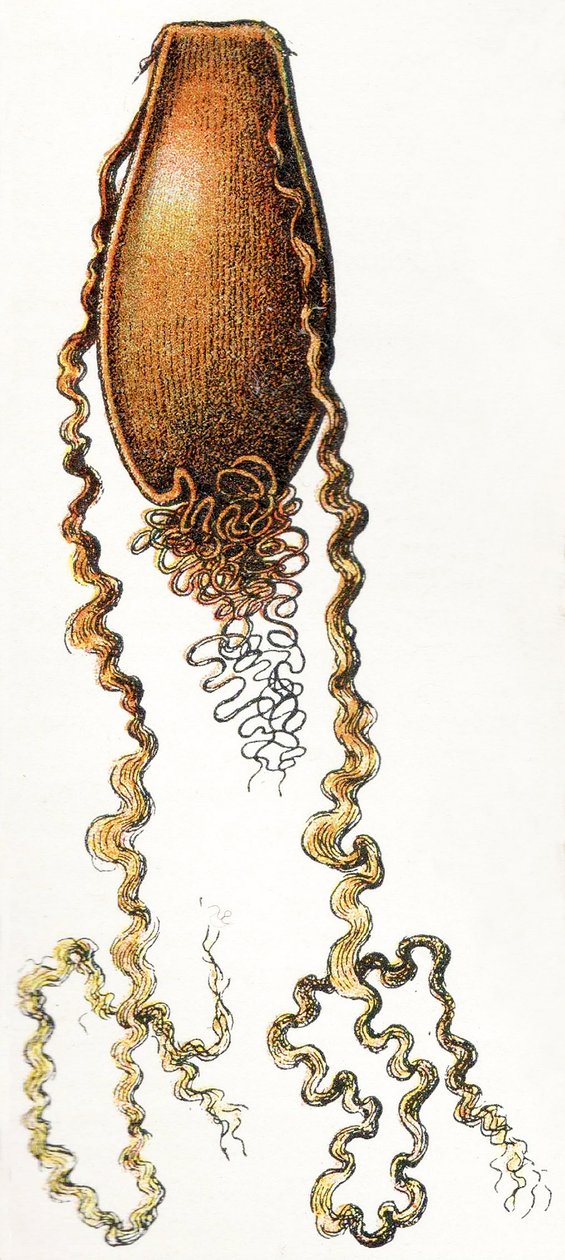 Ægkasse af kattehaj (Scyliorhinus), 1923 af Adolphe Philippe Millot