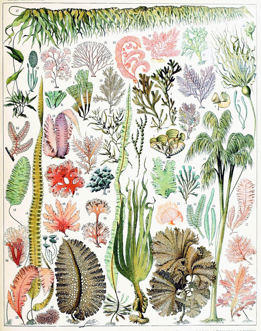 Illustration af alger og tang c.1923 af Adolphe Philippe Millot