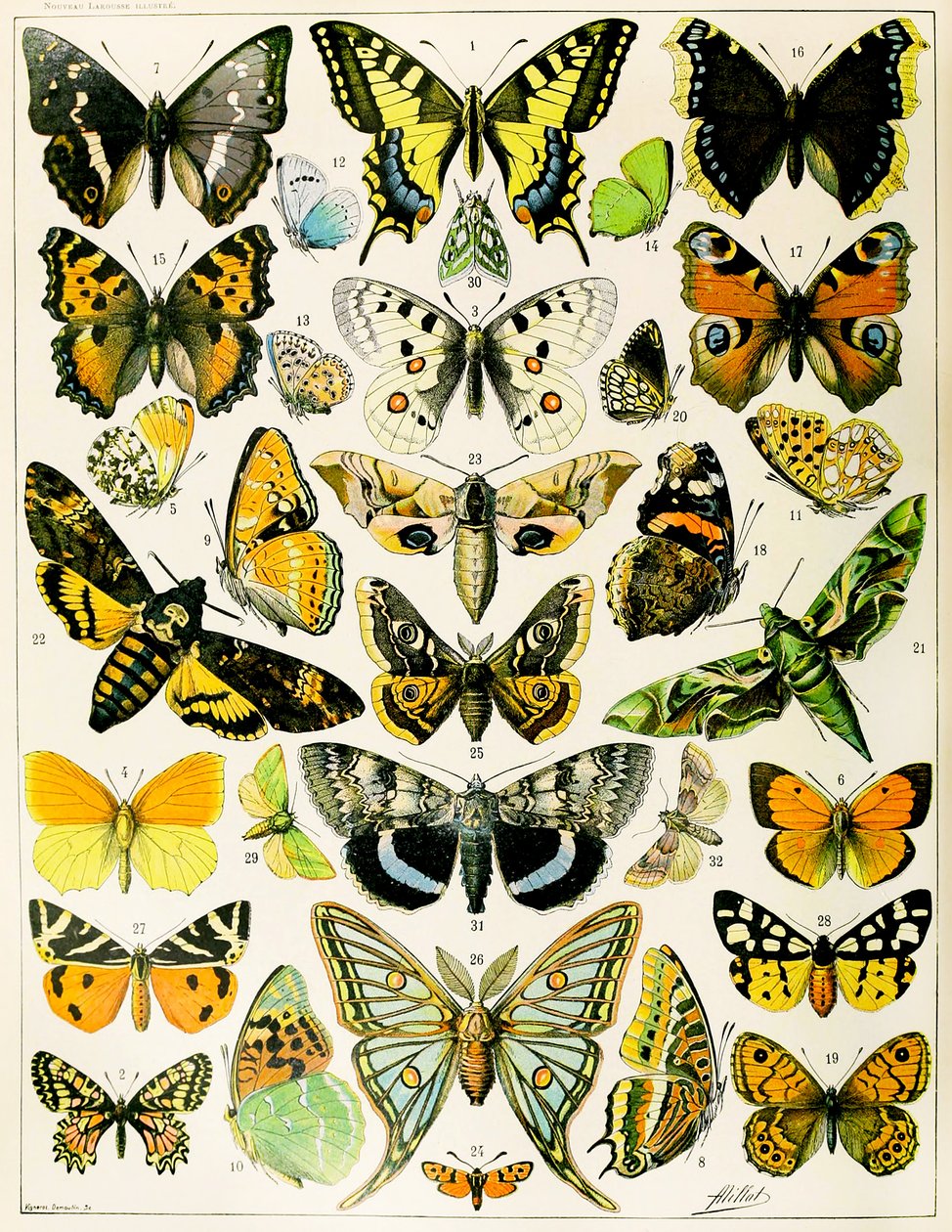 Illustration af sommerfugle og møl ca. 1923 (litho) af Adolphe Philippe Millot