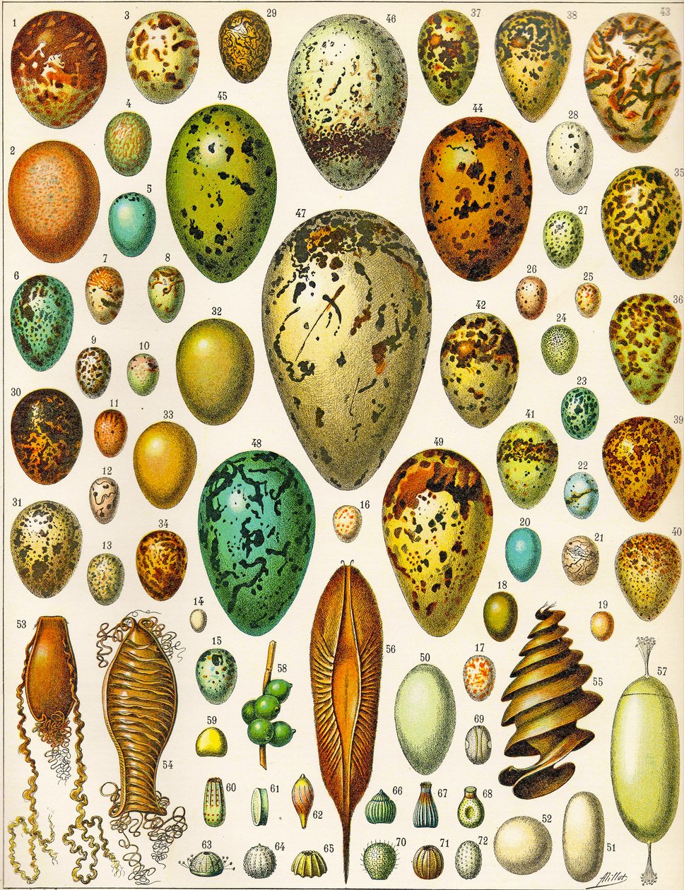 Illustration af æg c.1923 af Adolphe Philippe Millot