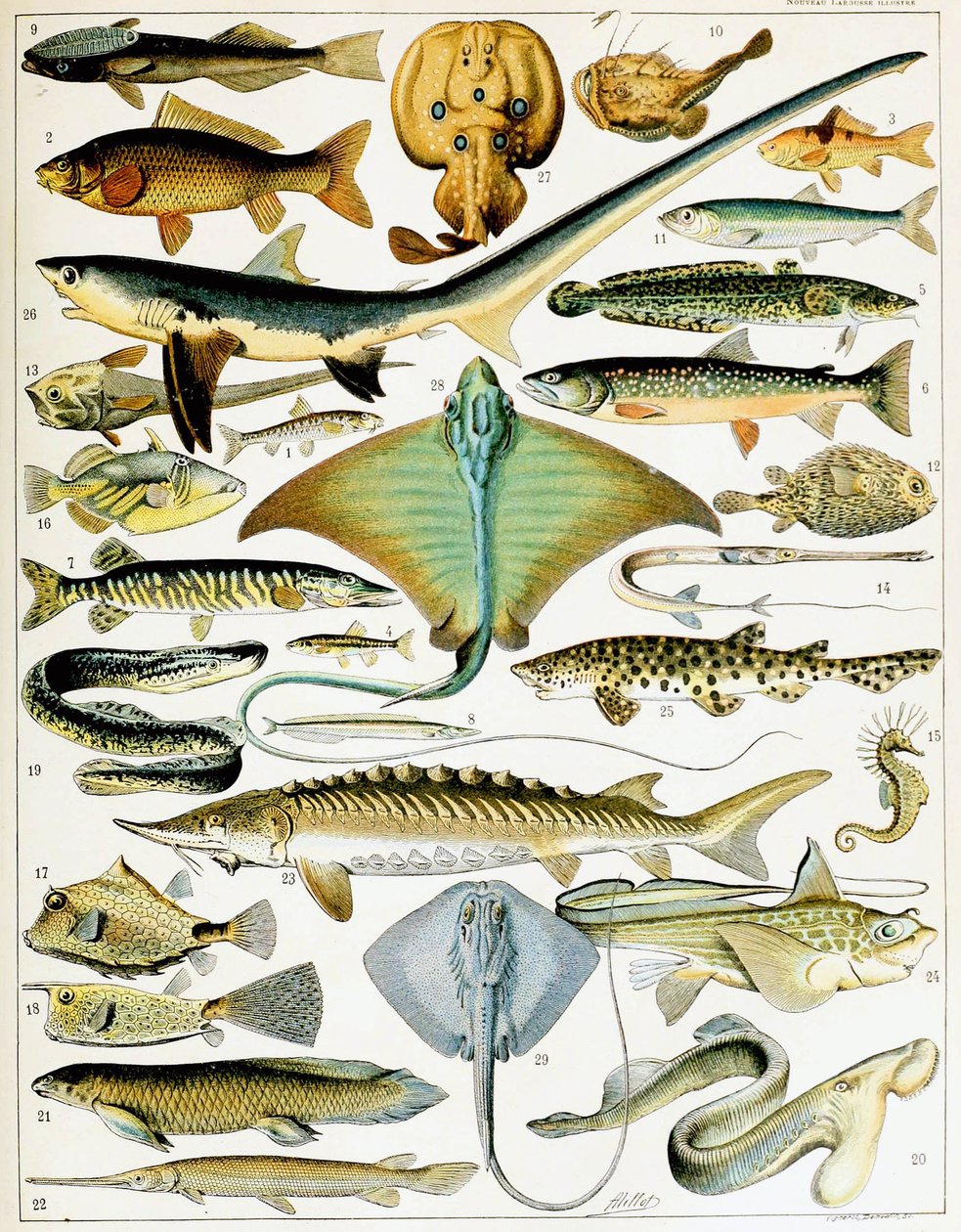 Illustration af fisk ca. 1923 (litho) af Adolphe Philippe Millot