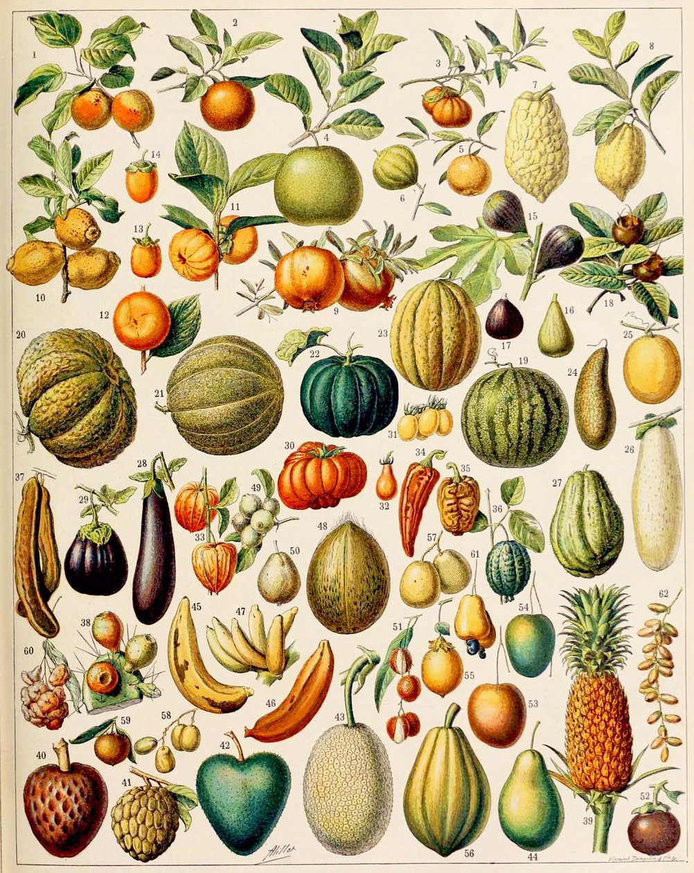 Illustration af frugt ca. 1923 af Adolphe Philippe Millot
