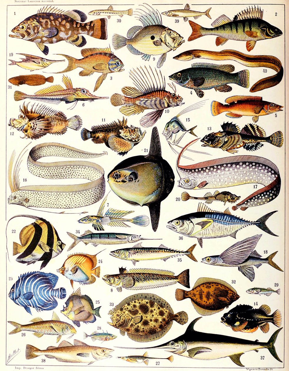 Illustration af marinefisk ca. 1923 af Adolphe Philippe Millot