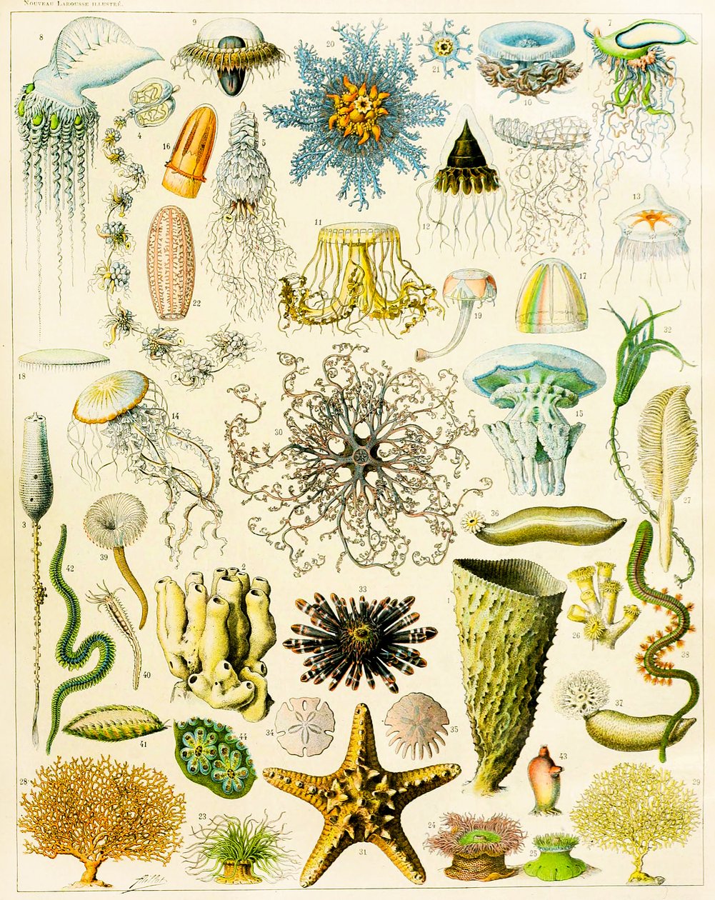 Illustration af marine organismer c.1923 af Adolphe Philippe Millot
