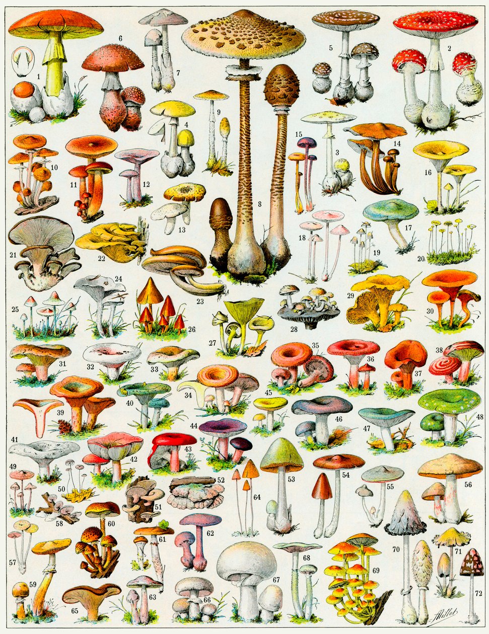 Illustration af svampe c.1923 af Adolphe Philippe Millot