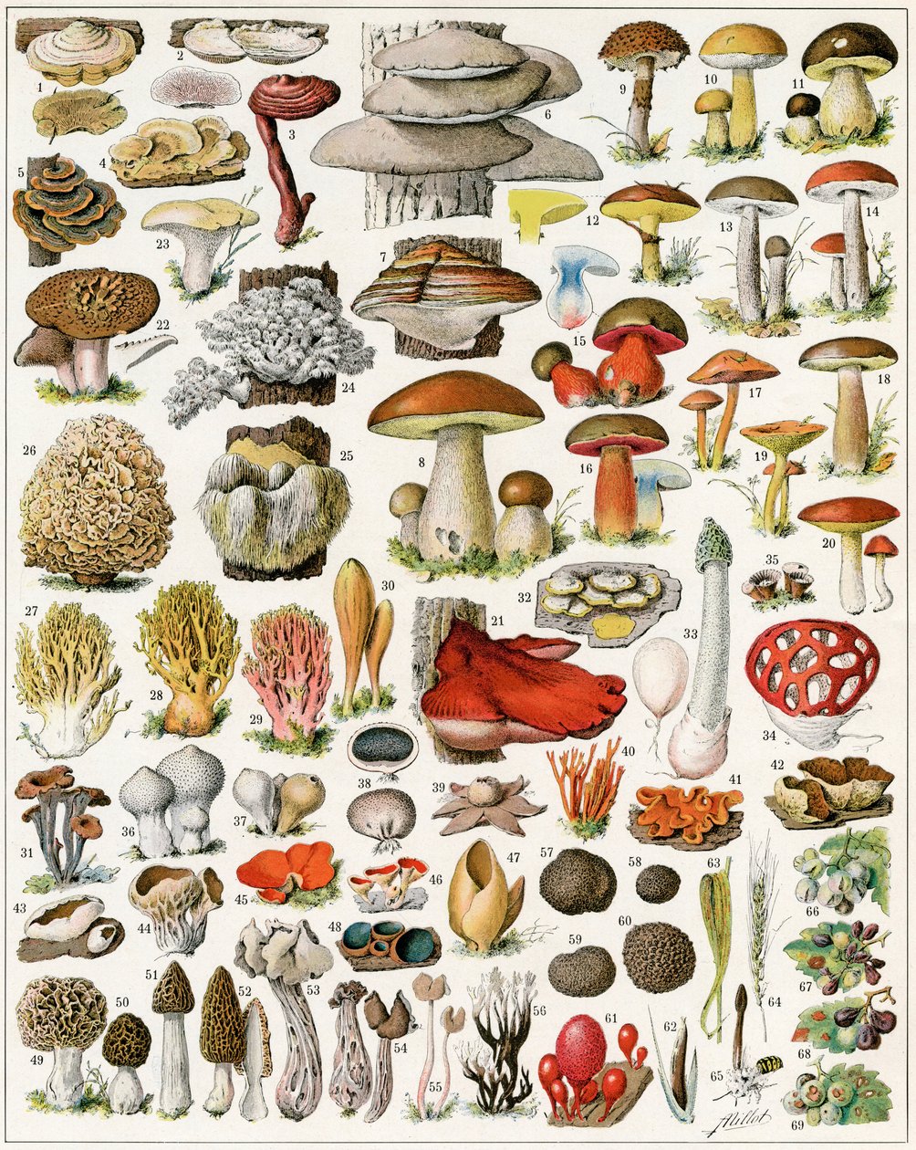 Illustration af svampe c.1923 af Adolphe Philippe Millot