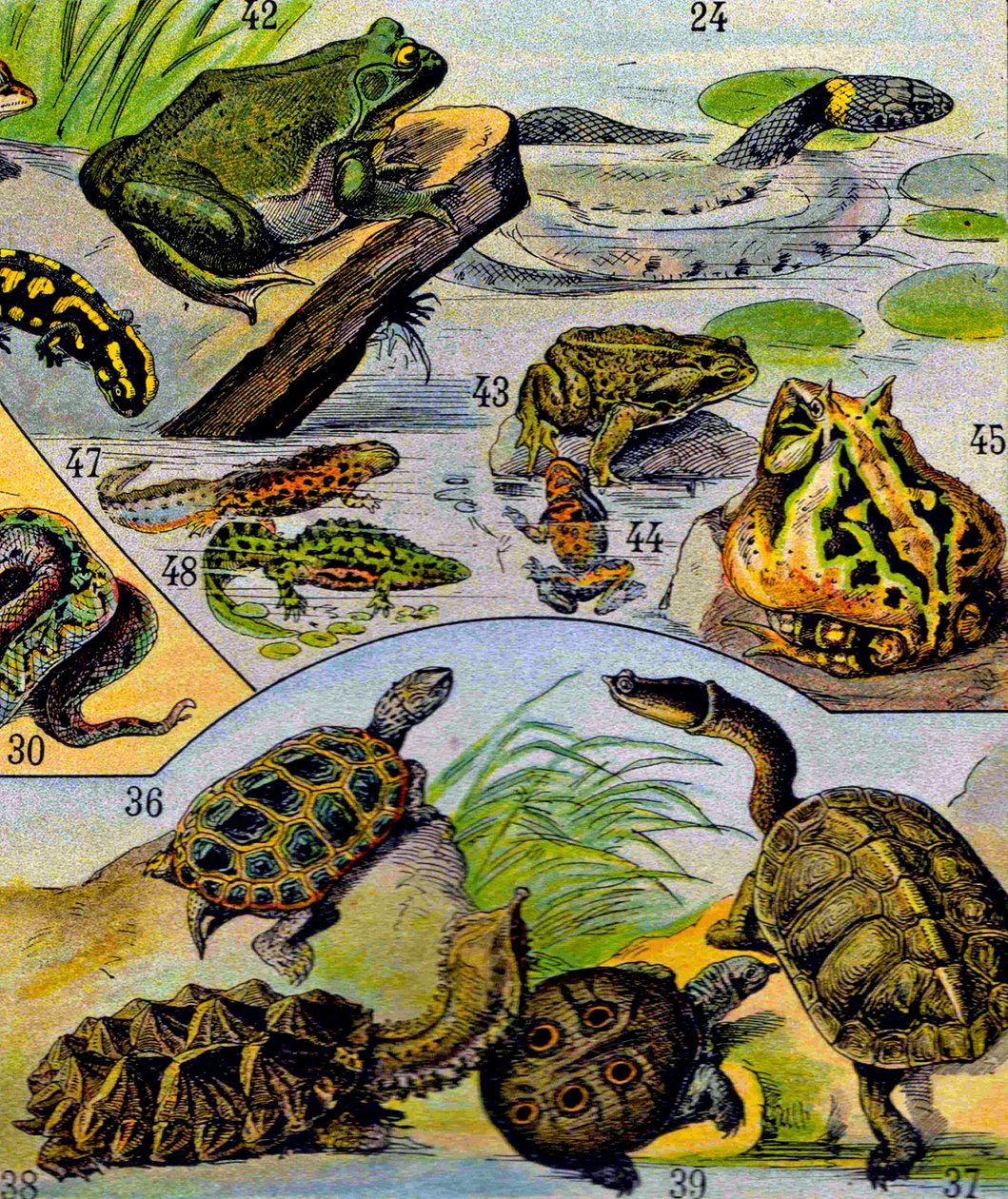 Illustration af krybdyr og padder c.1923 af Adolphe Philippe Millot
