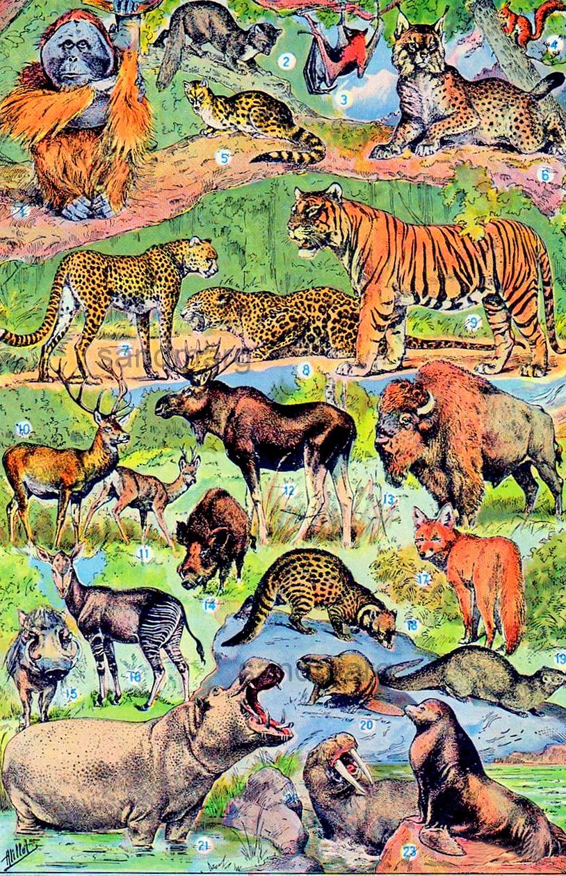 Illustration af vilde dyr ca.1923 af Adolphe Philippe Millot