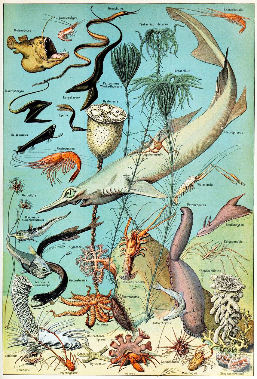 Illustration af en dybhavsundervandsscene c.1923 af Adolphe Philippe Millot