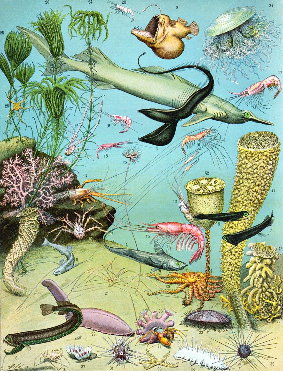 Illustration af et dybvandsøkosystem ca. 1923 af Adolphe Philippe Millot