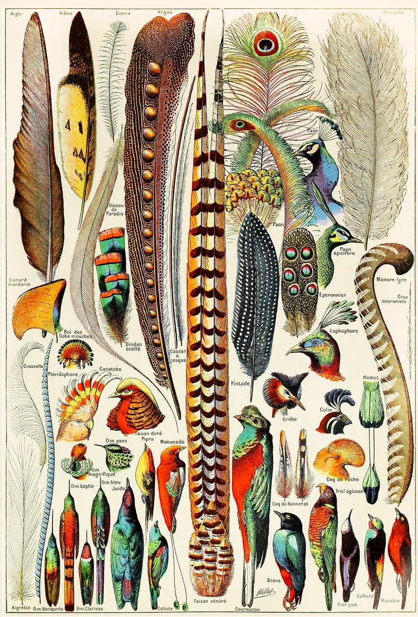 Illustration af fjer og fugle c.1923 af Adolphe Philippe Millot