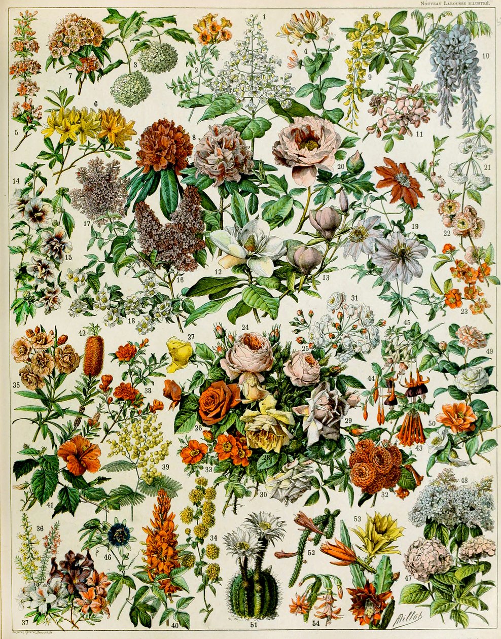 Illustration af blomstrende planter c.1923 af Adolphe Philippe Millot