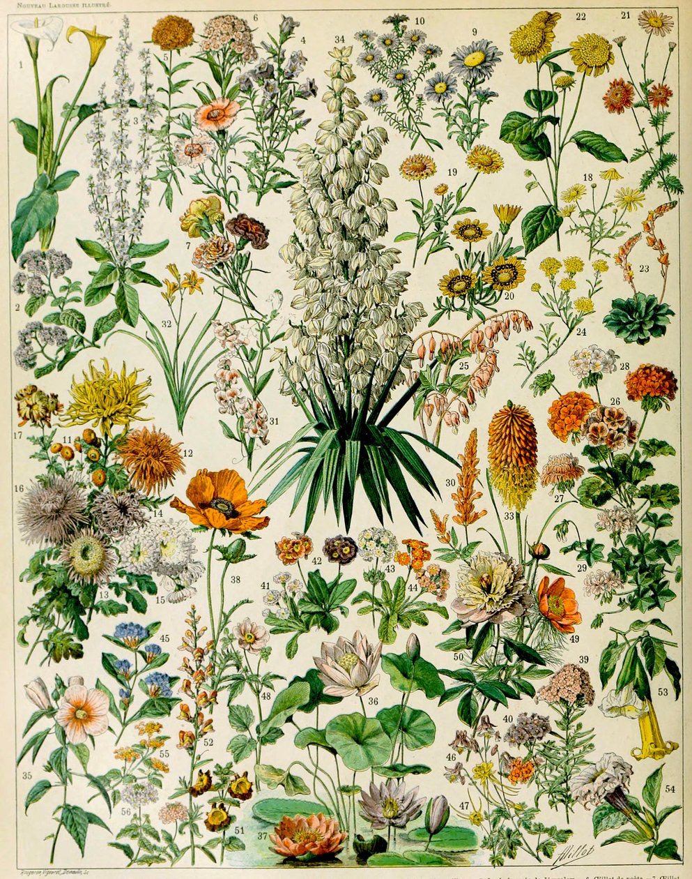Illustration af blomstrende planter c.1923 af Adolphe Philippe Millot