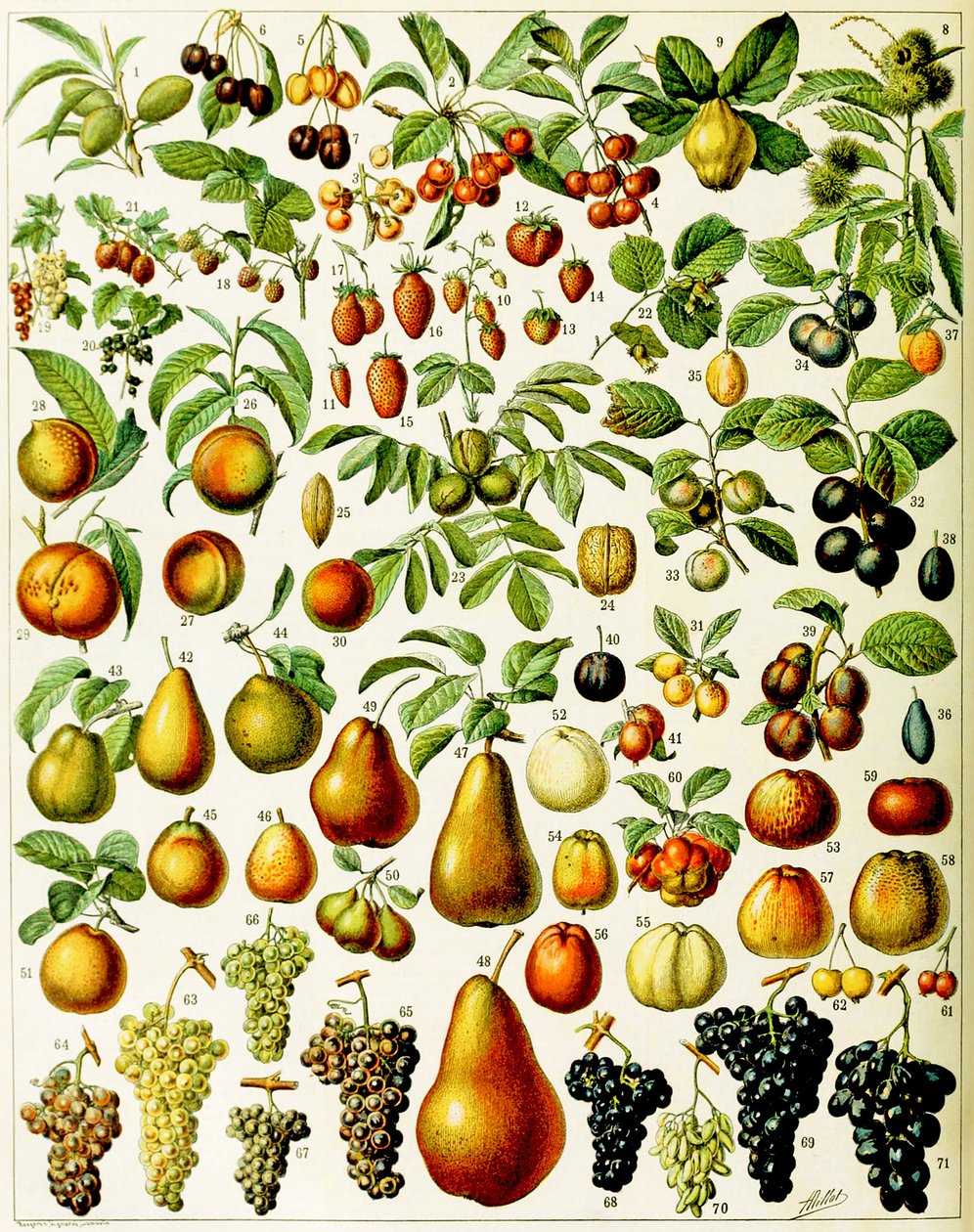 Illustration af frugt ca. 1923 af Adolphe Philippe Millot