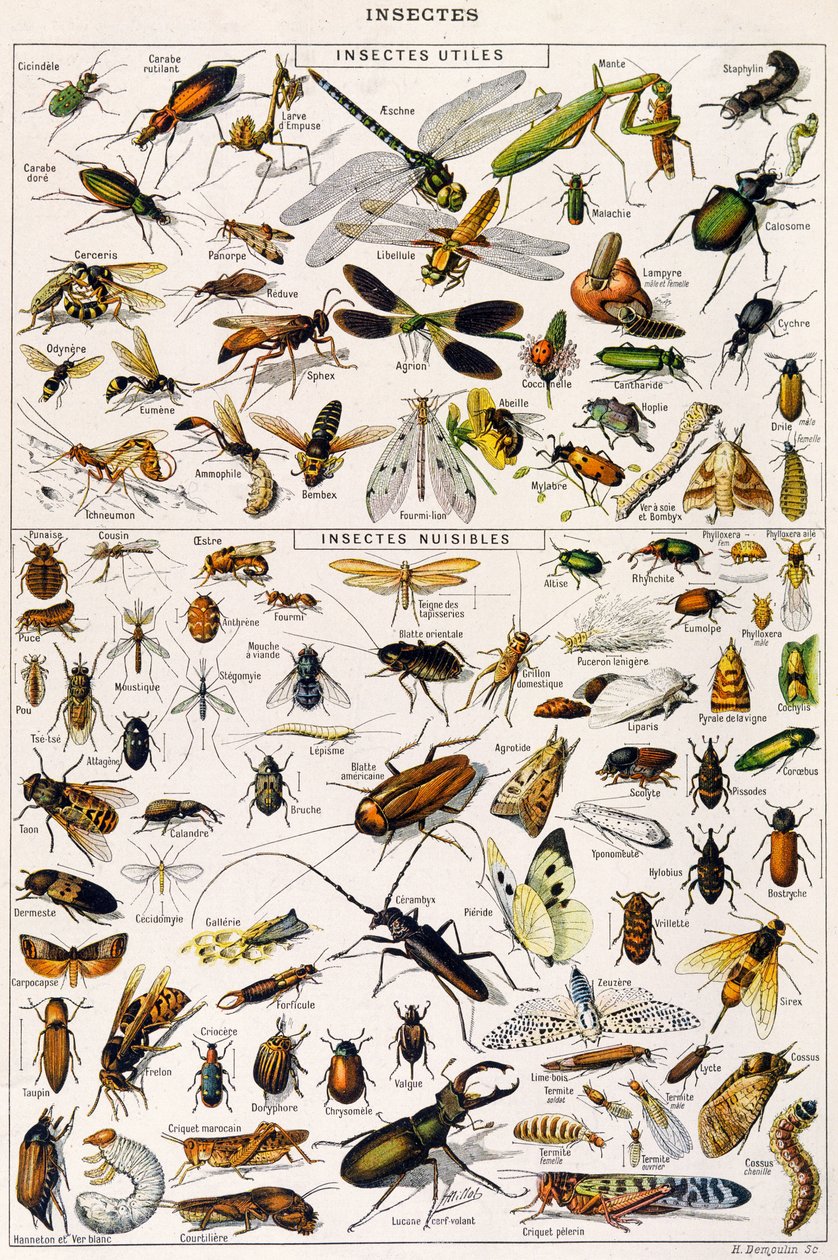 Illustration af nyttige insekter og skadedyr ca. 1923 (litho) af Adolphe Philippe Millot