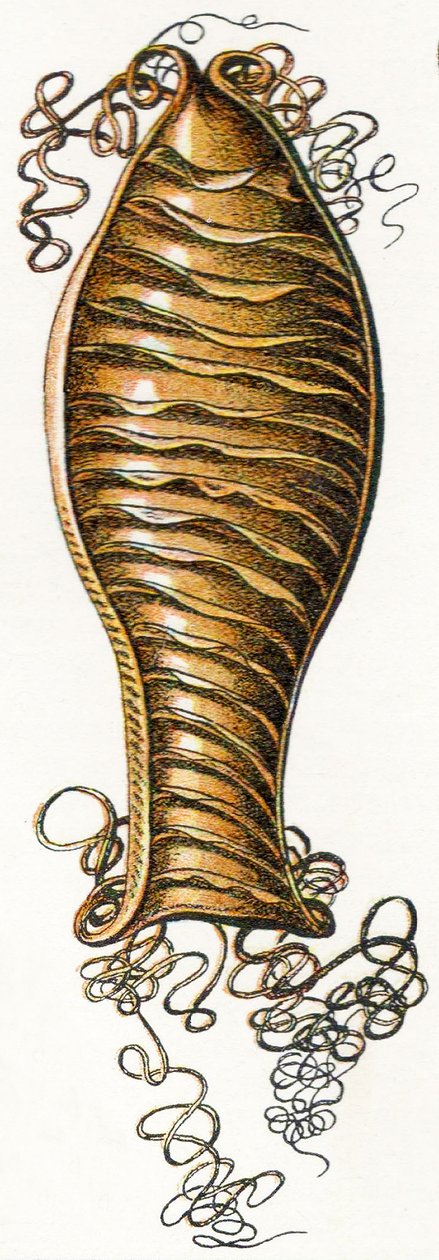 Ægget af kattehaj (Scyliorhinus), 1923 af Adolphe Philippe Millot