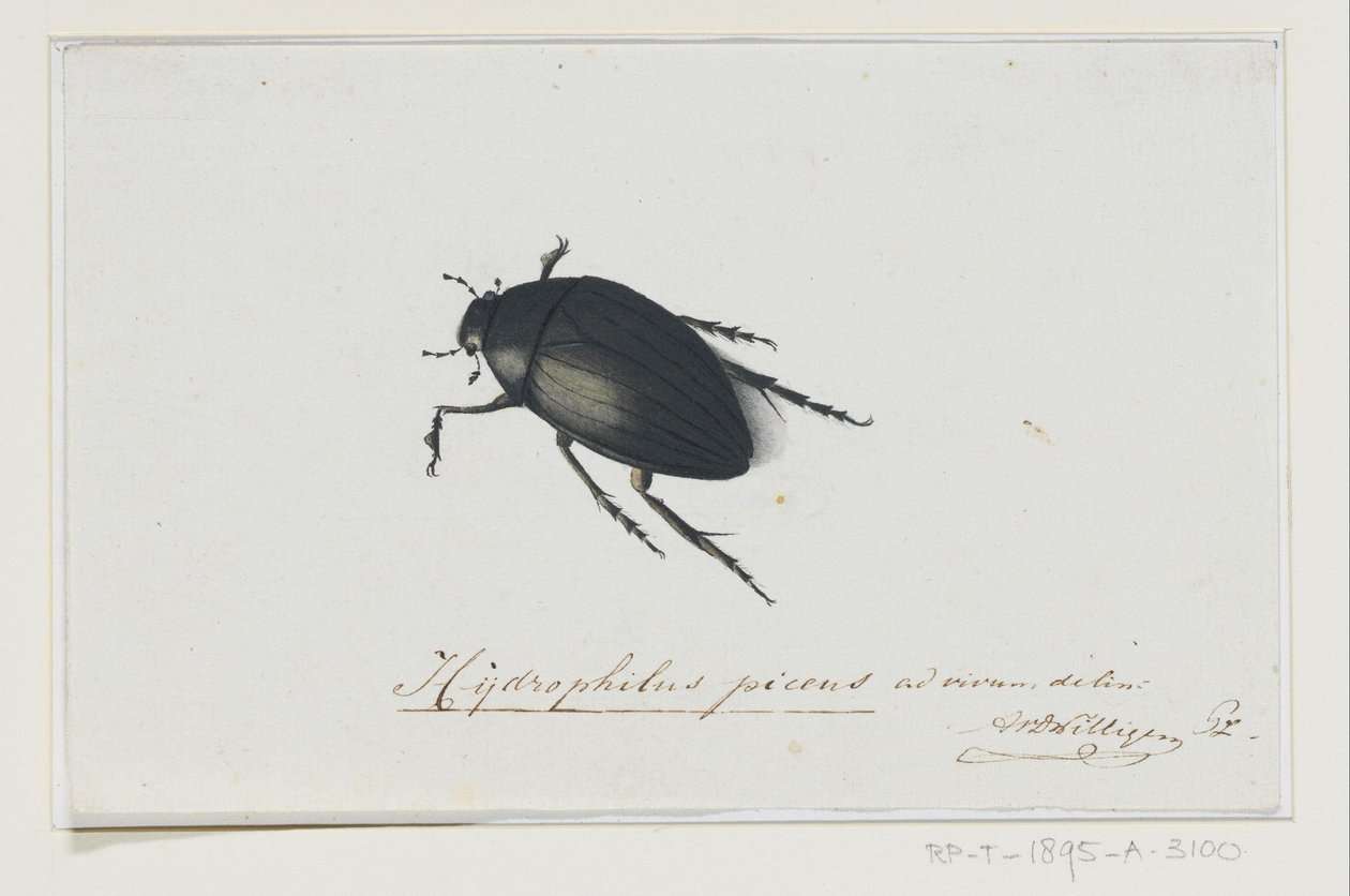Sort vandbille Hydrophilus picens (titel på objekt) af Adriaan van der Willigen
