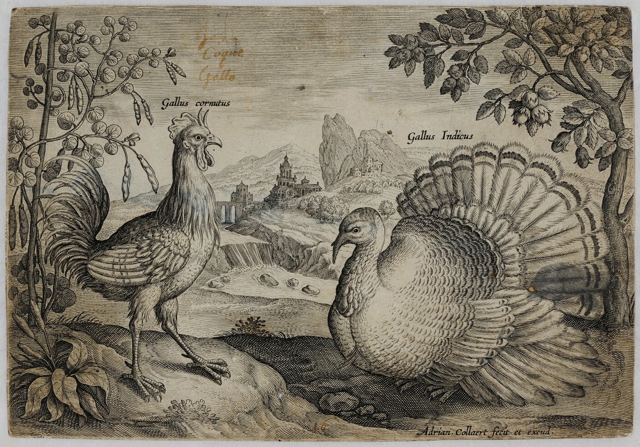 Gammel Mestergravering af Adriaen Collaert